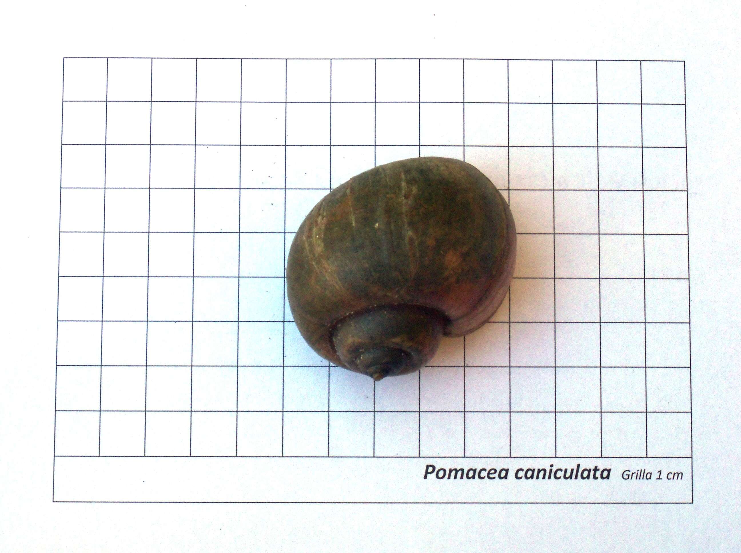 Sivun Pomacea canaliculata (Lamarck 1822) kuva