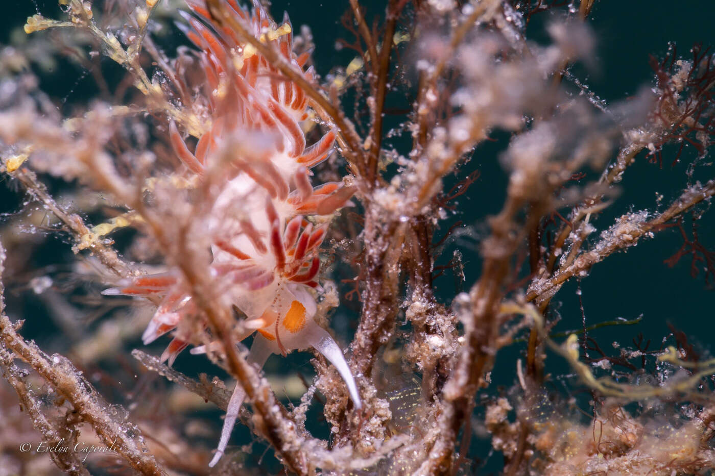 Image of Cratena minor Padula, Araújo, Matthews-Cascon & Schrödl 2014