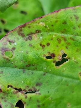 Image of Phyllosticta plantaginis Sacc. 1884