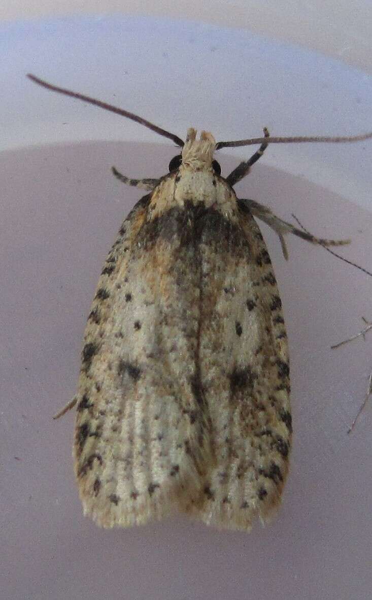 Image of Agonopterix canadensis Busck 1902