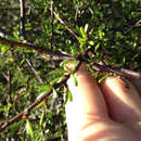 Image of Plagianthus divaricatus Forst.