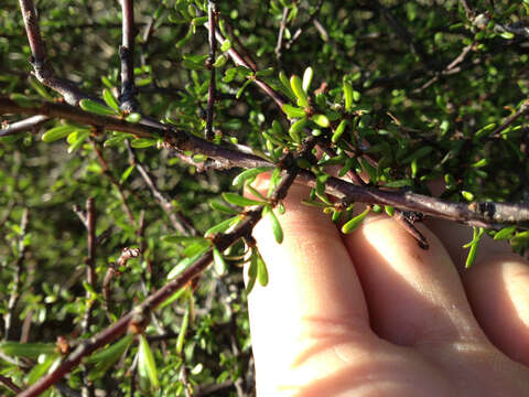 Image de Plagianthus divaricatus Forst.