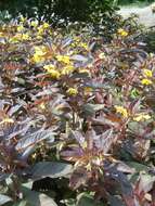 Image of fringed loosestrife