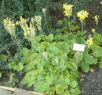 Image of Primula florindae Kingdon-Ward