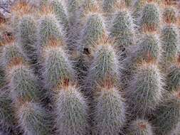 Image of Echinocereus occidentalis subsp. breckwoldtiorum