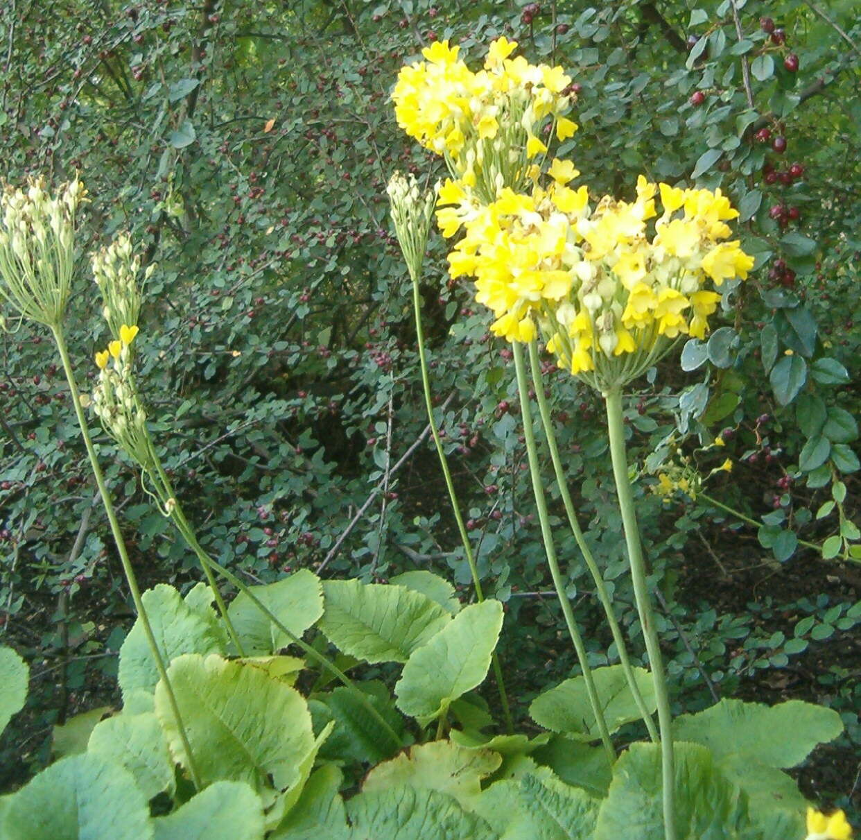 Image of Primula florindae Kingdon-Ward