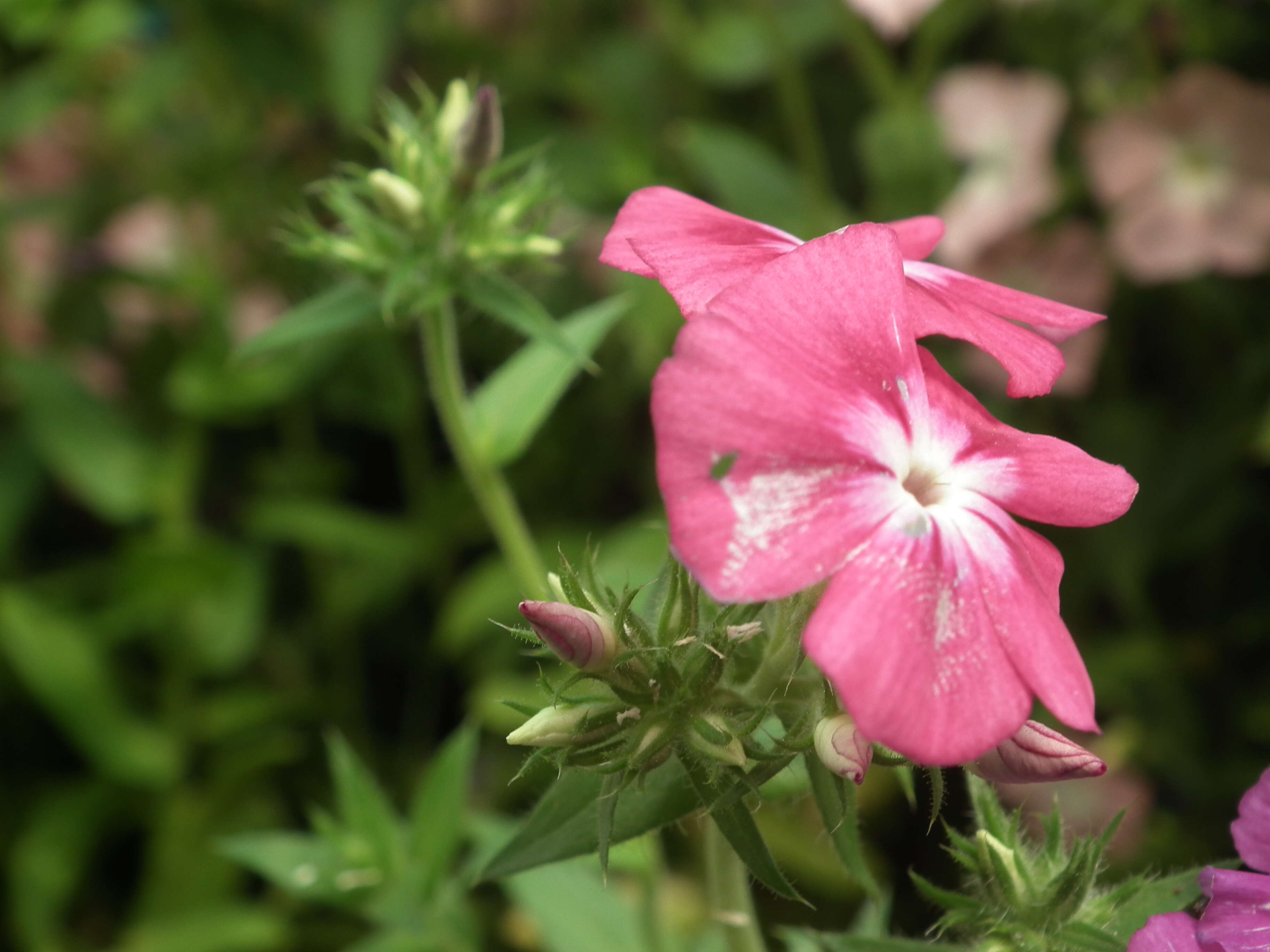 Image of annual phlox