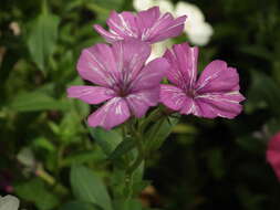 Image of annual phlox