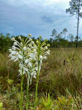 Image de Platanthera blephariglottis var. conspicua (Nash) Luer