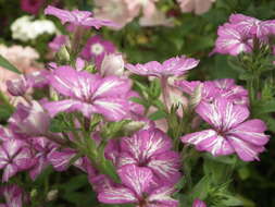 Image of annual phlox