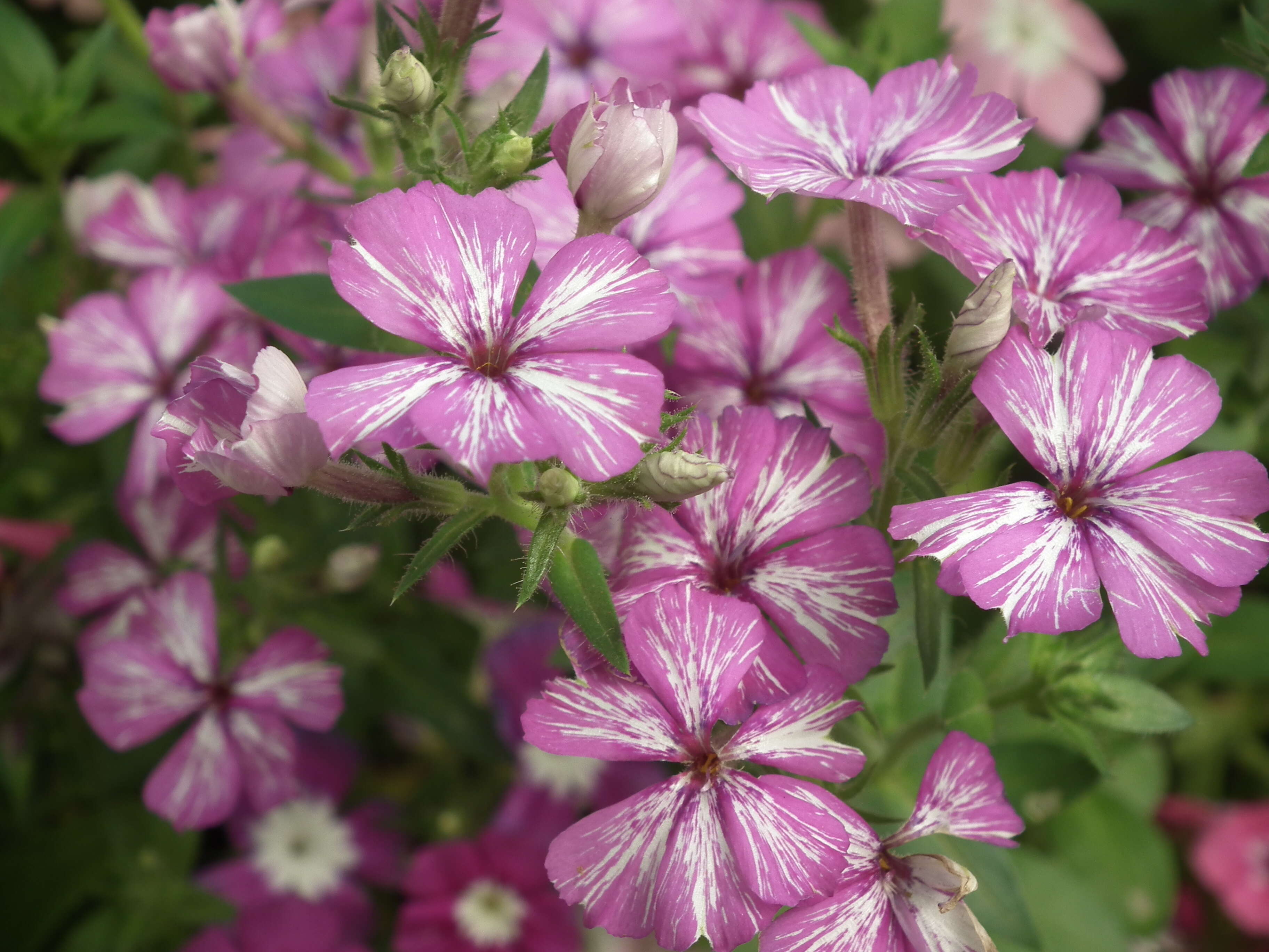 Image of annual phlox