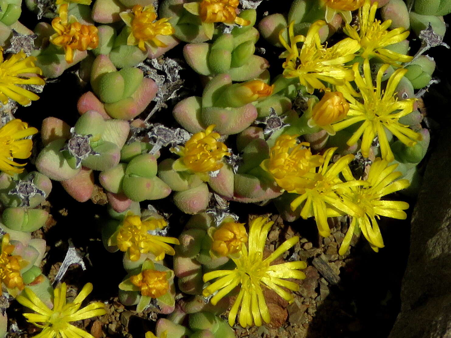 Image of Rhinephyllum graniforme (Haw.) L. Bol.