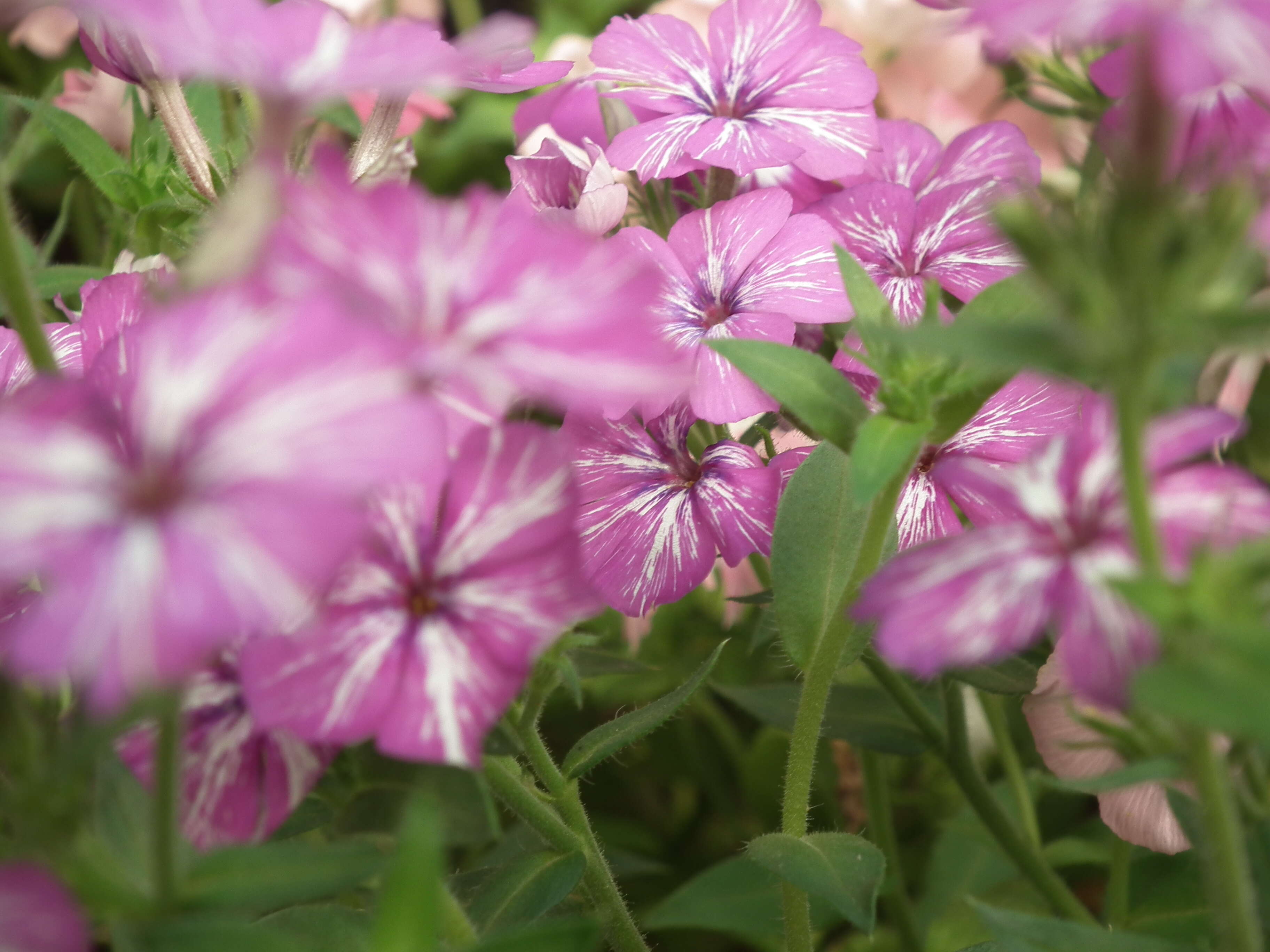 Image of annual phlox