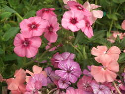 Image of annual phlox