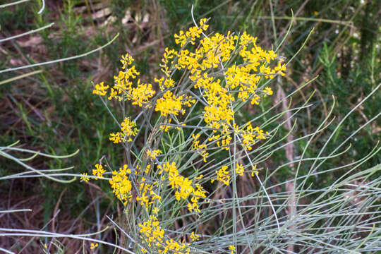 صورة Retama sphaerocarpa (L.) Boiss.