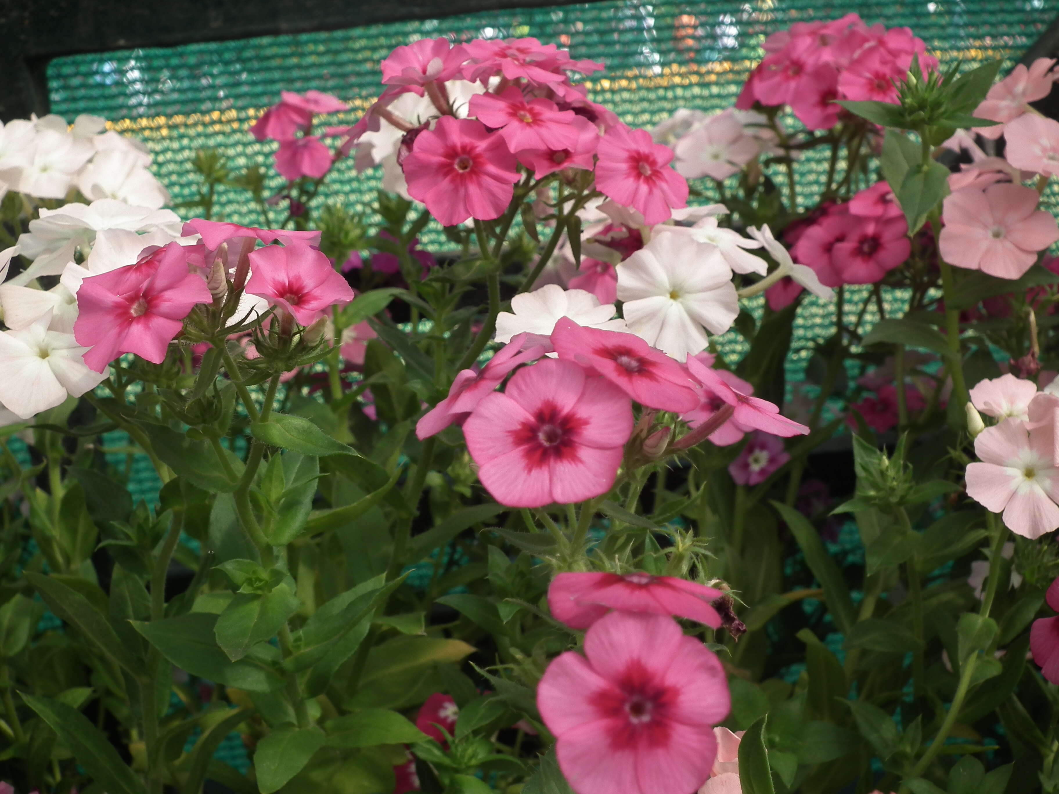 Image of annual phlox