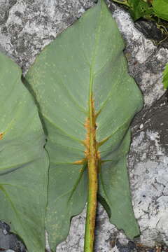 Image of Uromyces caladii (Schwein.) Farl. 1879