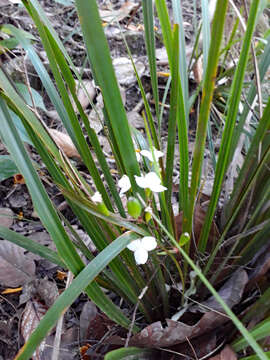 Image of Libertia ixioides (G. Forst.) Spreng.