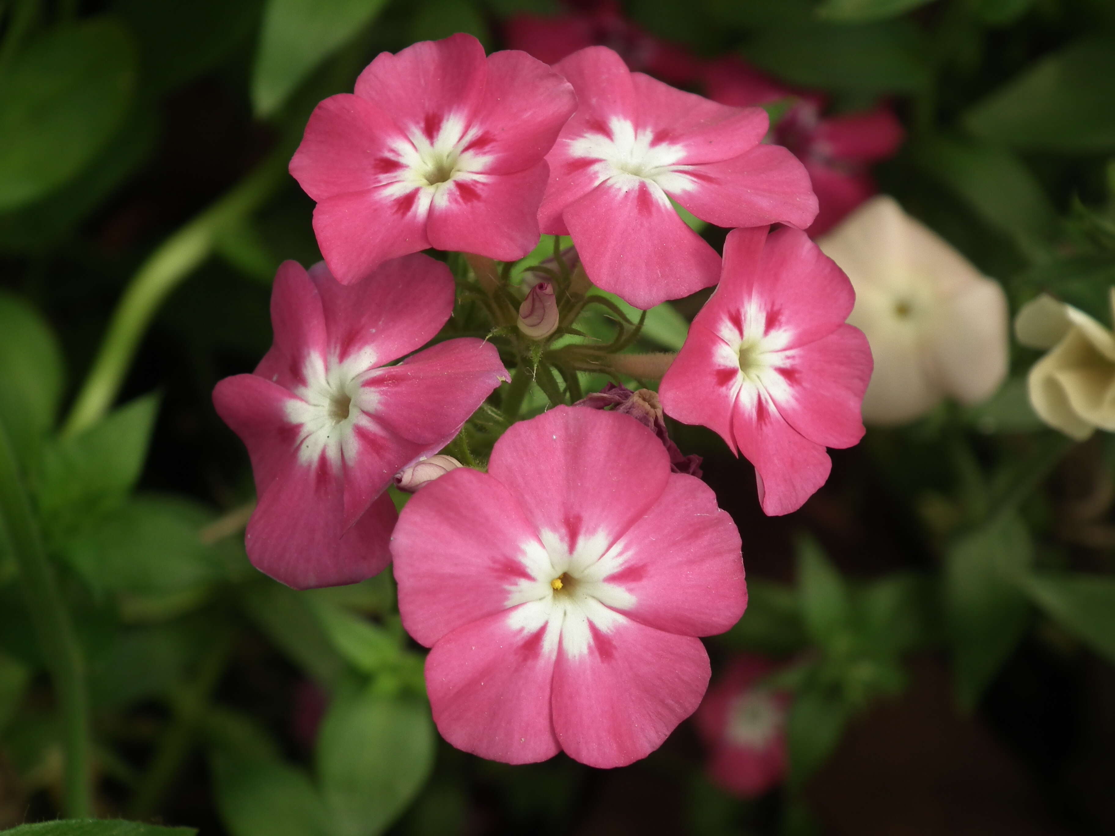 Image of annual phlox