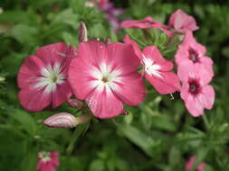 Image of annual phlox