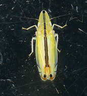 Image of Two-spotted leafhopper