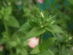 Image of annual phlox