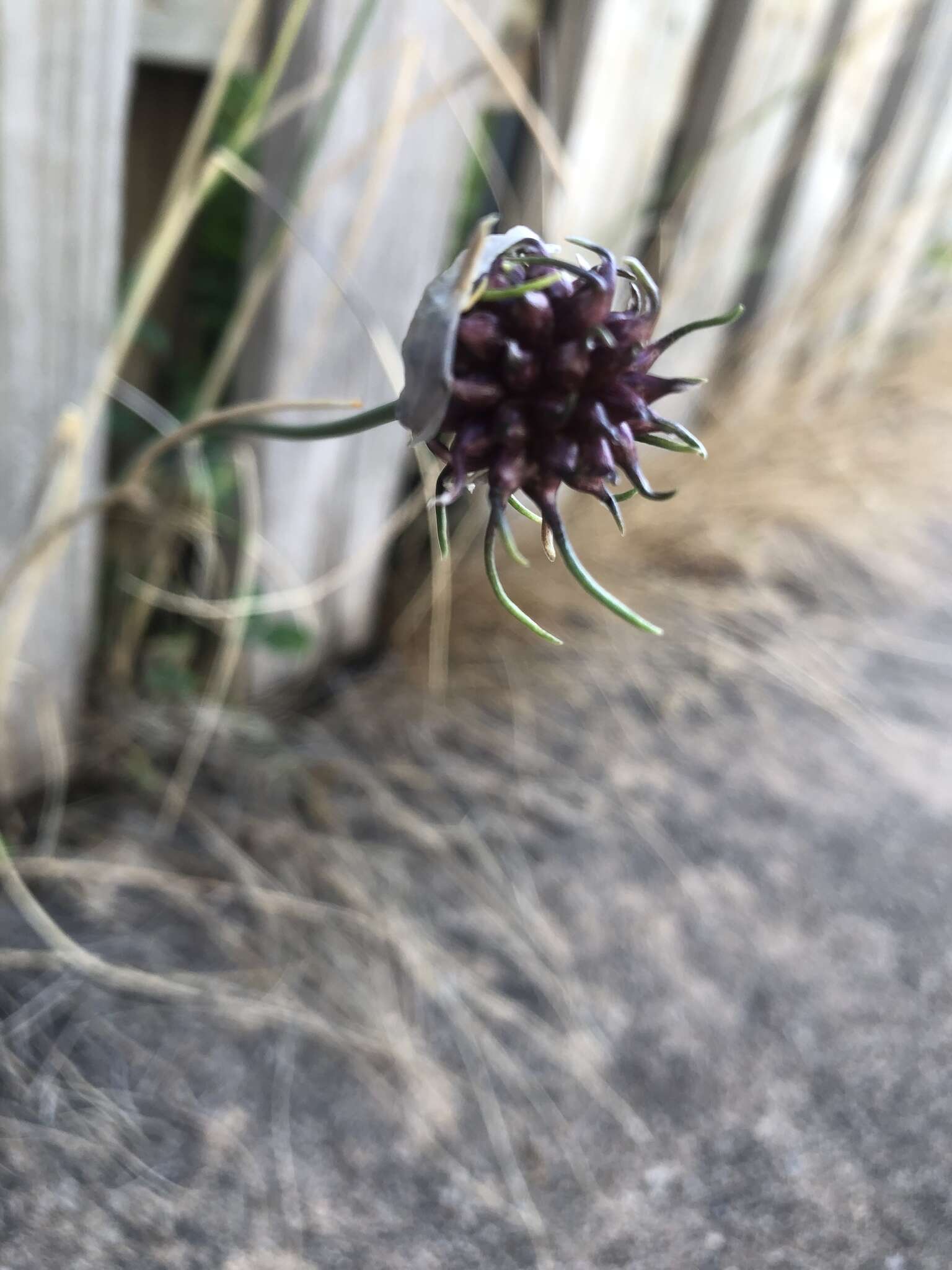 Image of wild garlic