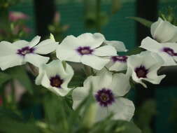 Image of annual phlox