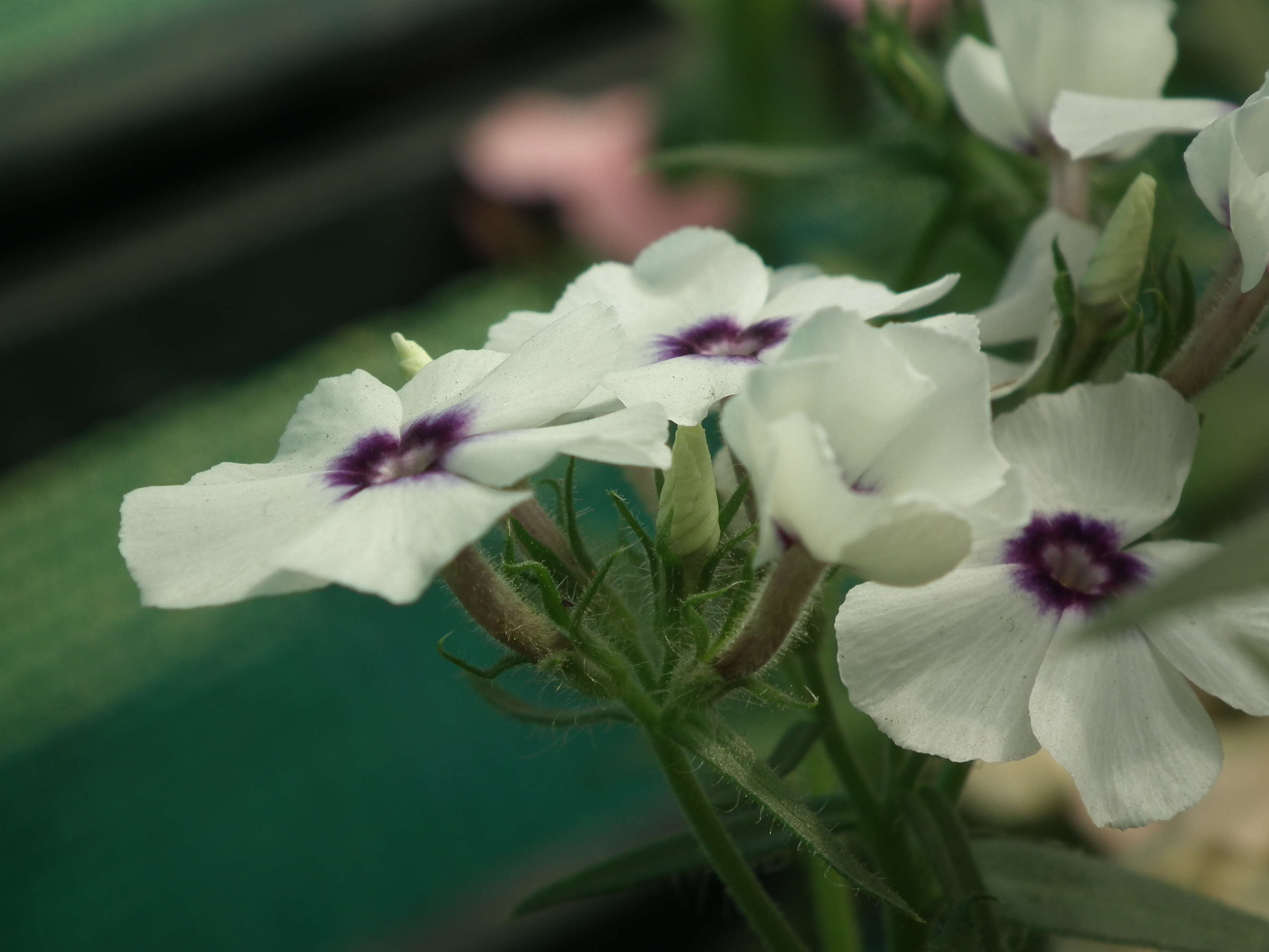 Image of annual phlox