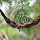 Слика од Vachellia kosiensis (P. P. Sw. ex Coates Palgr.) Kyal. & Boatwr.