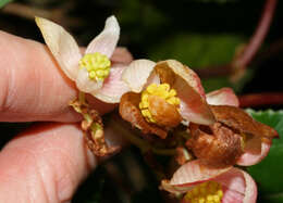 Image de Begonia tropaeolifolia A. DC.