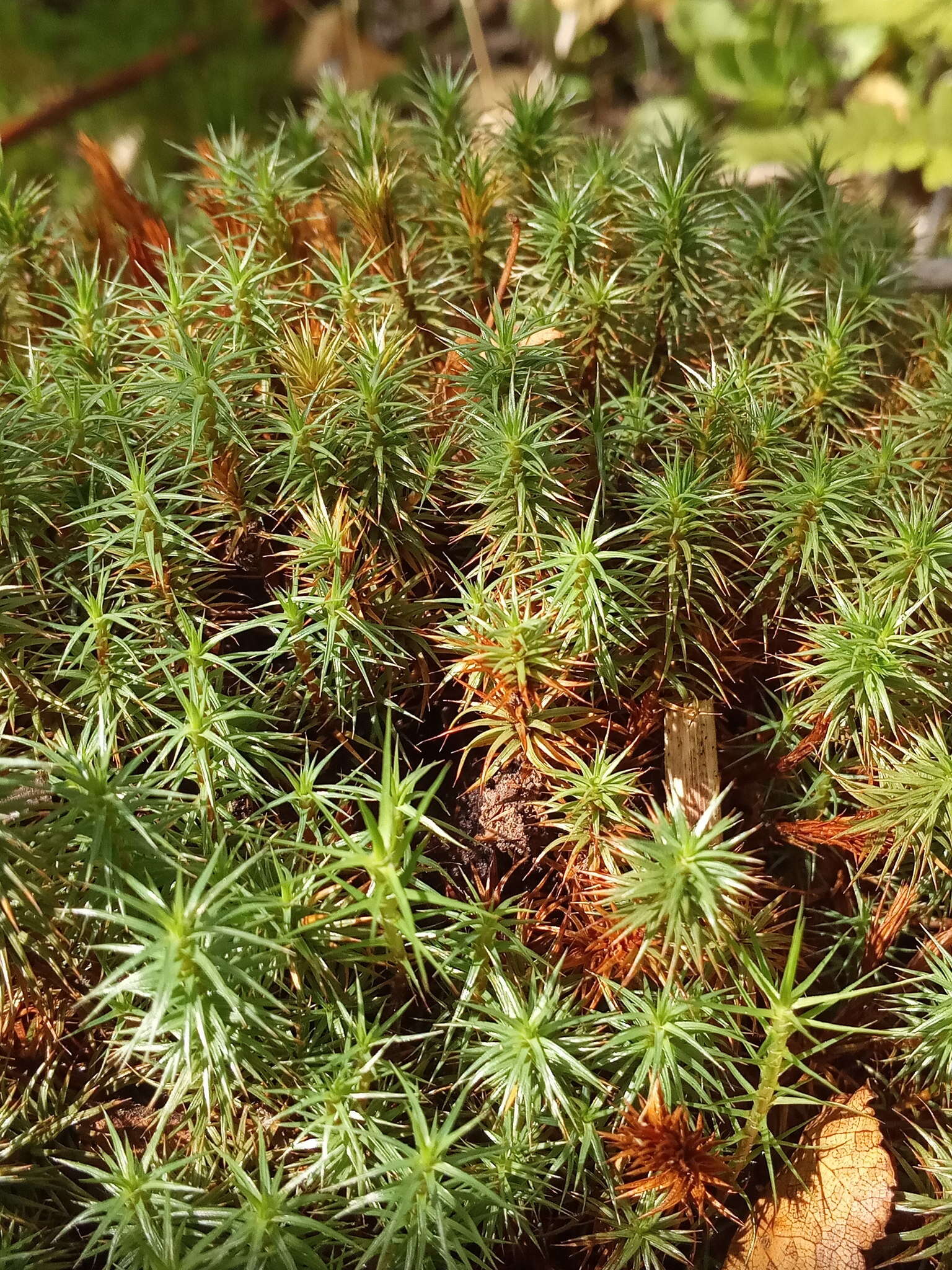 Imagem de Polytrichum strictum Menzies ex Bridel 1801