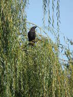 Image of Carrion Crow