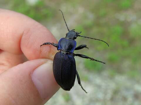 Image of Carabus (Morphocarabus) regalis Fischer von Waldheim 1820