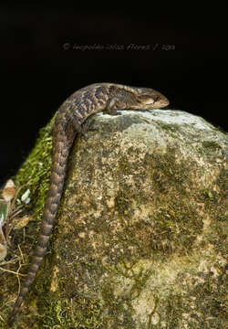 Image of Rough-necked Alligator Lizard