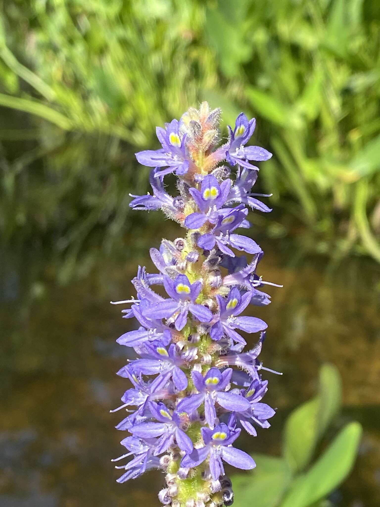 Image of <i>Pontederia <i>cordata</i></i> var. cordata