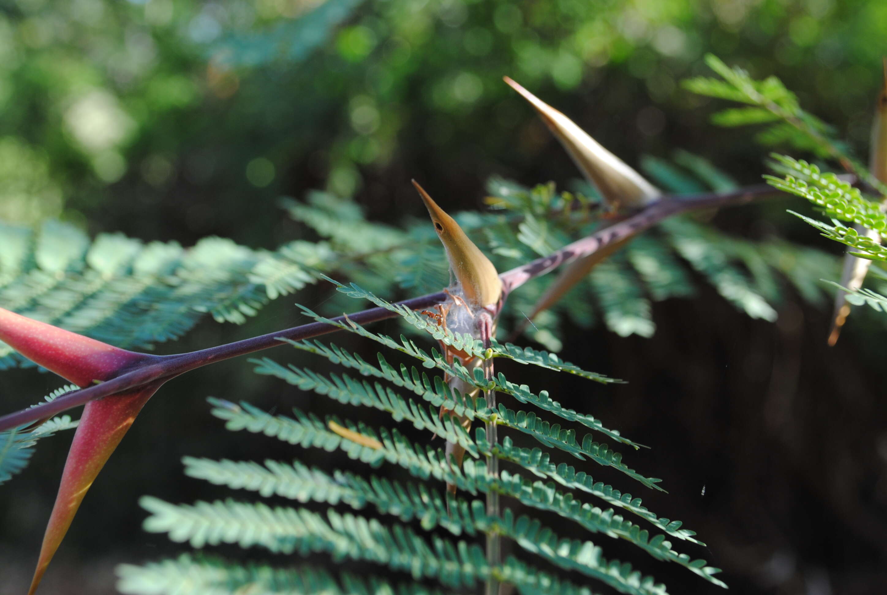 Image of bull horn acacia