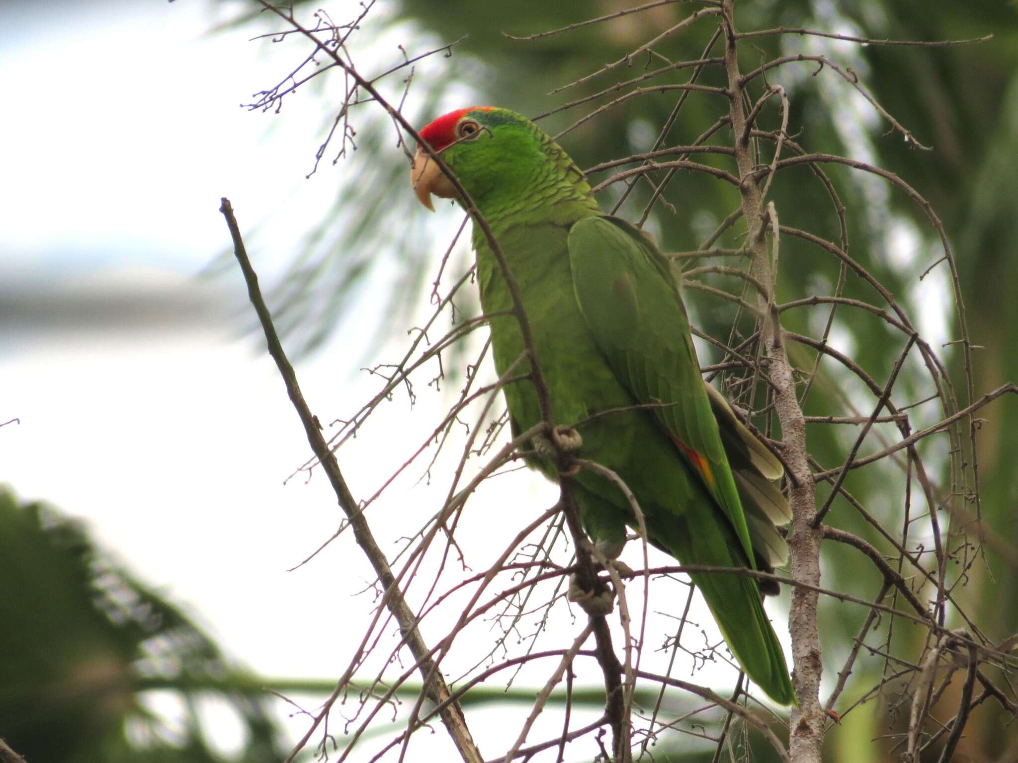 Imagem de Amazona viridigenalis (Cassin 1853)