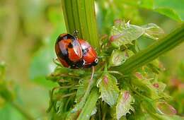 Image of twospotted lady beetle