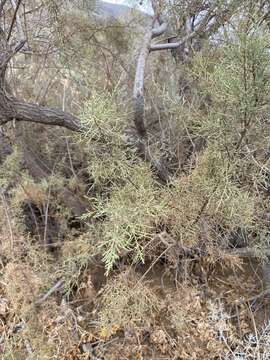 Image of Canary Island tamarisk