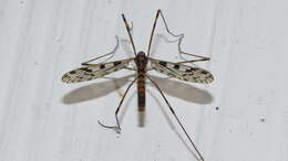 Image of <i>Limonia cinctipes</i>