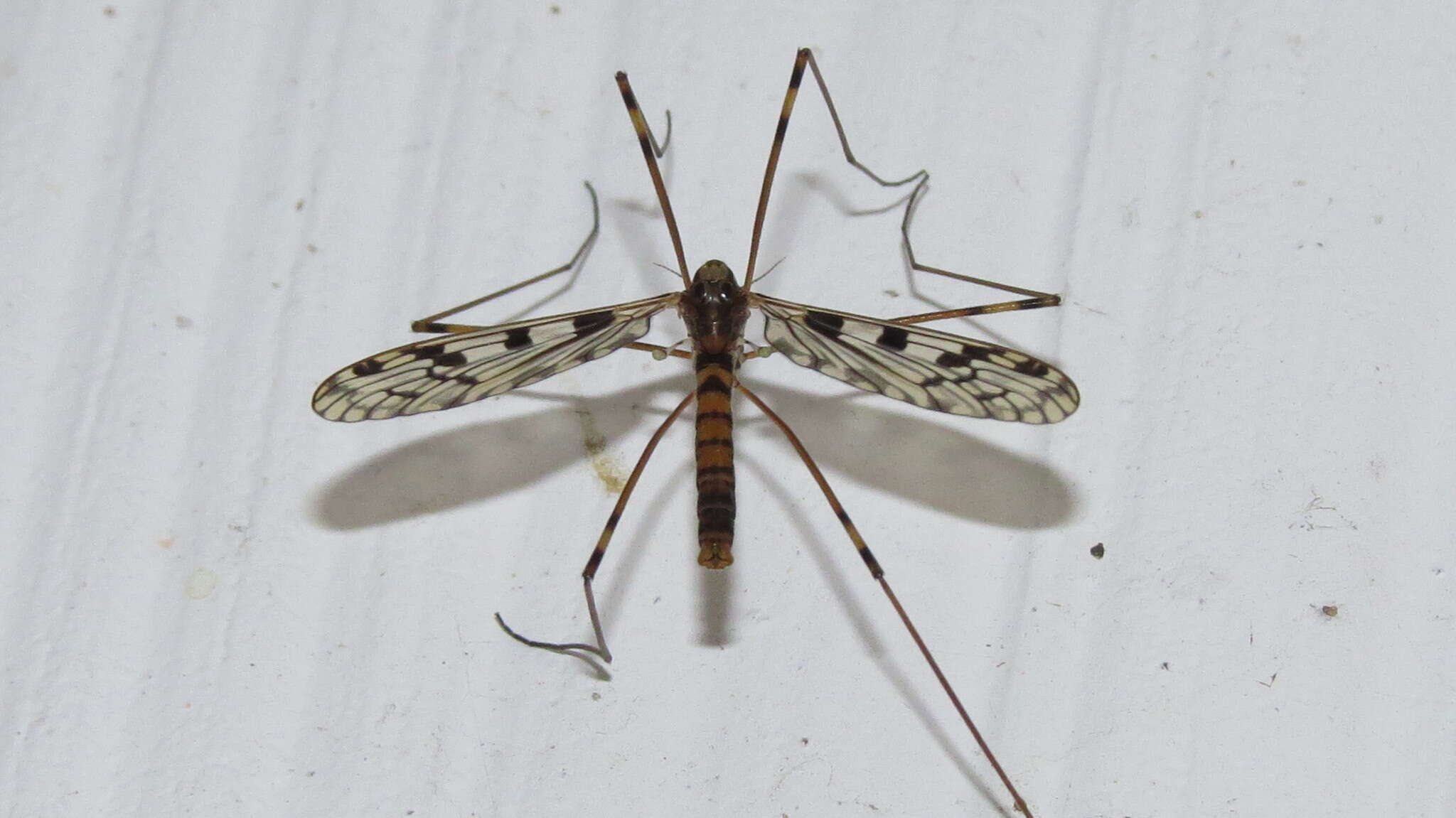 Image of <i>Limonia cinctipes</i>