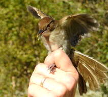 Image of Phyllastrephus terrestris terrestris Swainson 1837