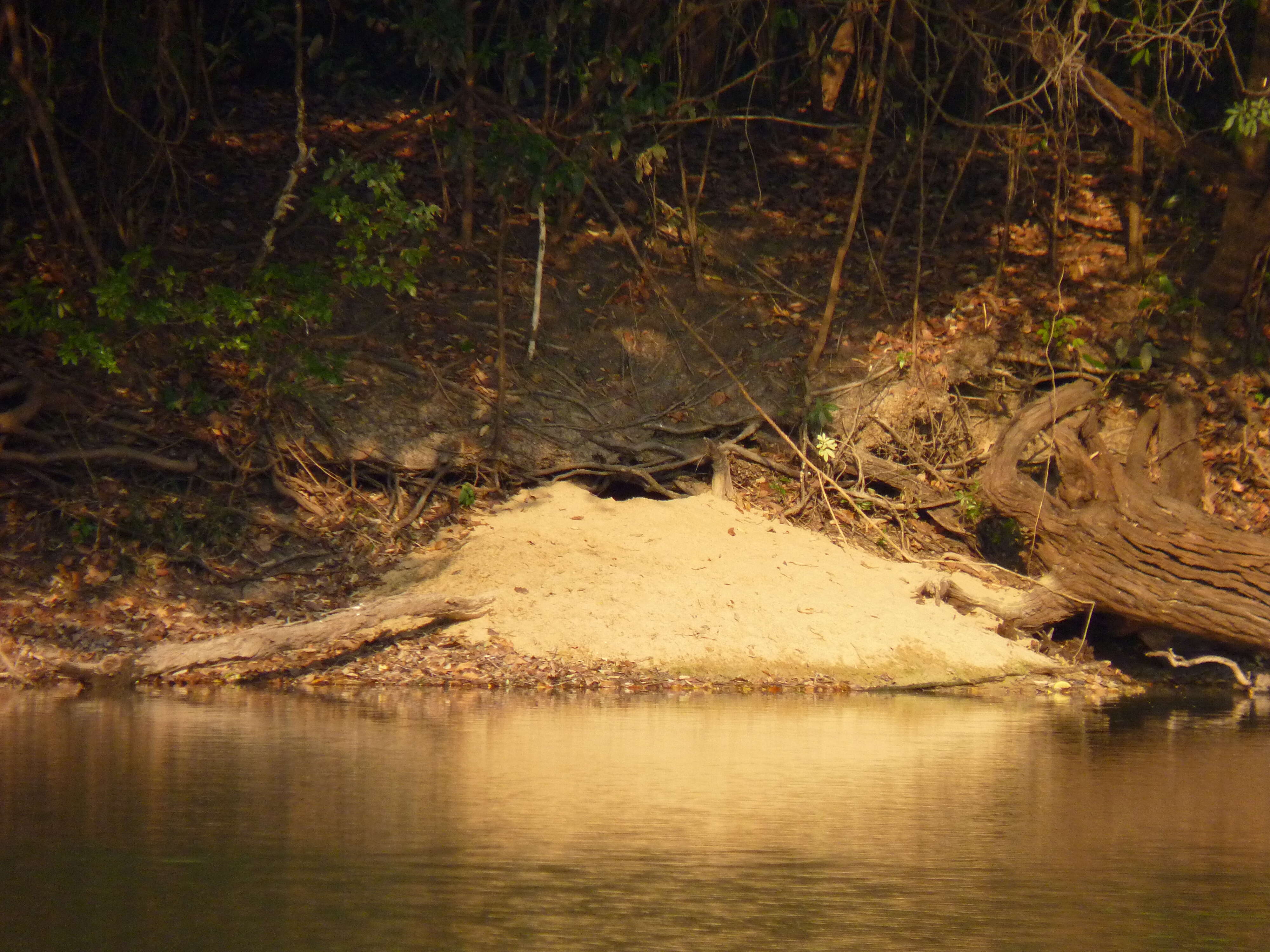 Image of giant otter