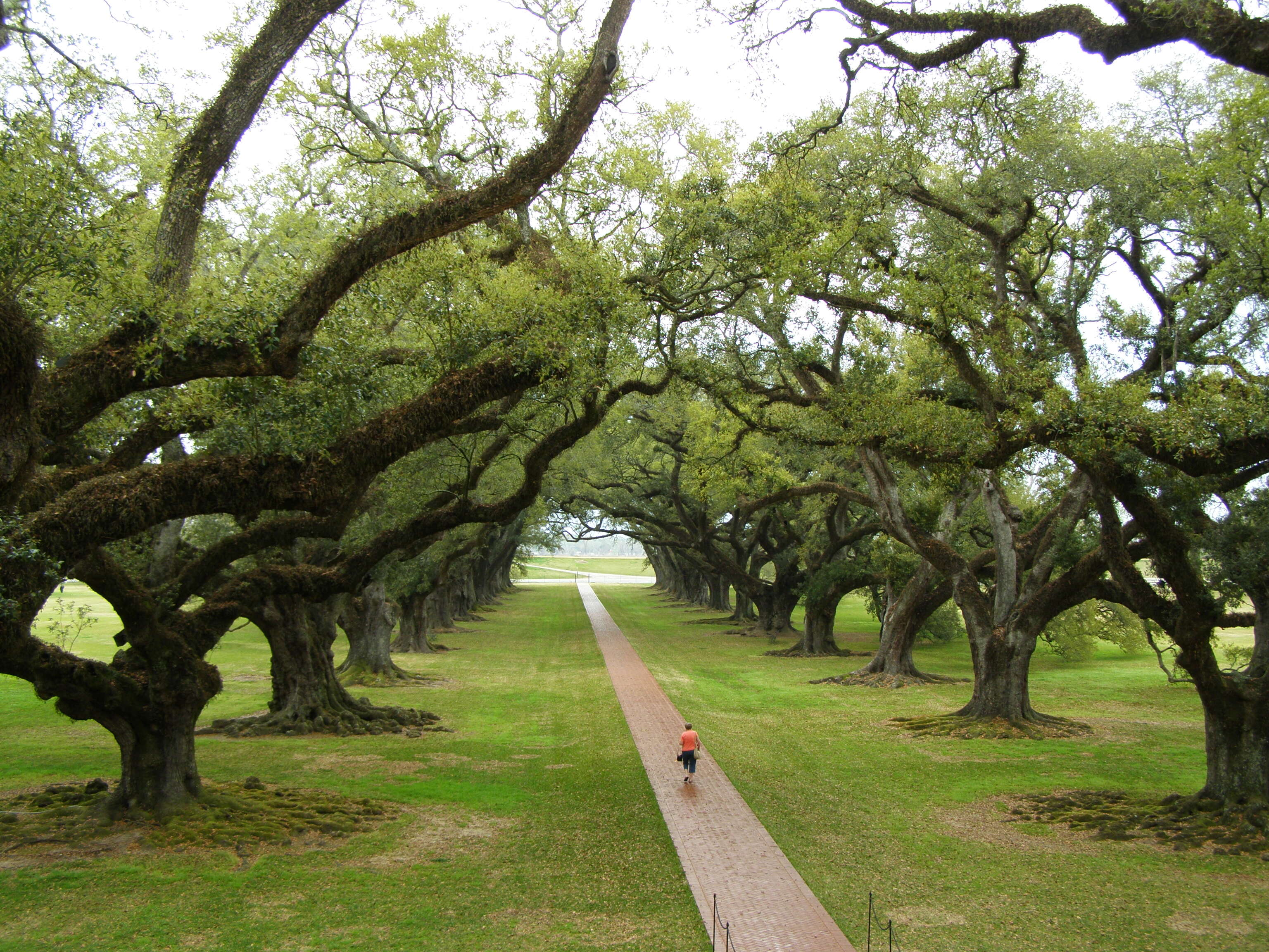 Image of Southern Live Oak