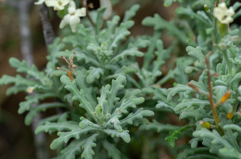 Image of Mathewsia foliosa Hook. & Arn.