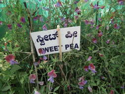 Image of Sweet Pea