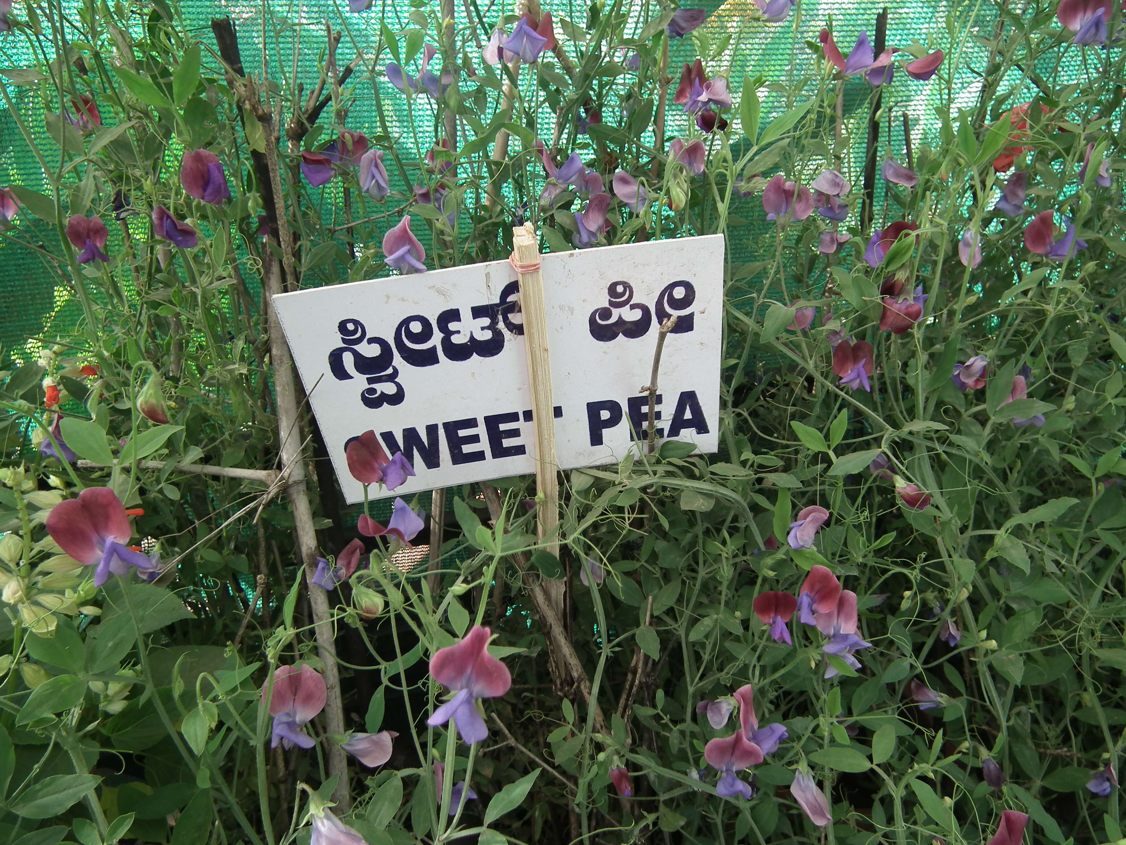 Image of Sweet Pea