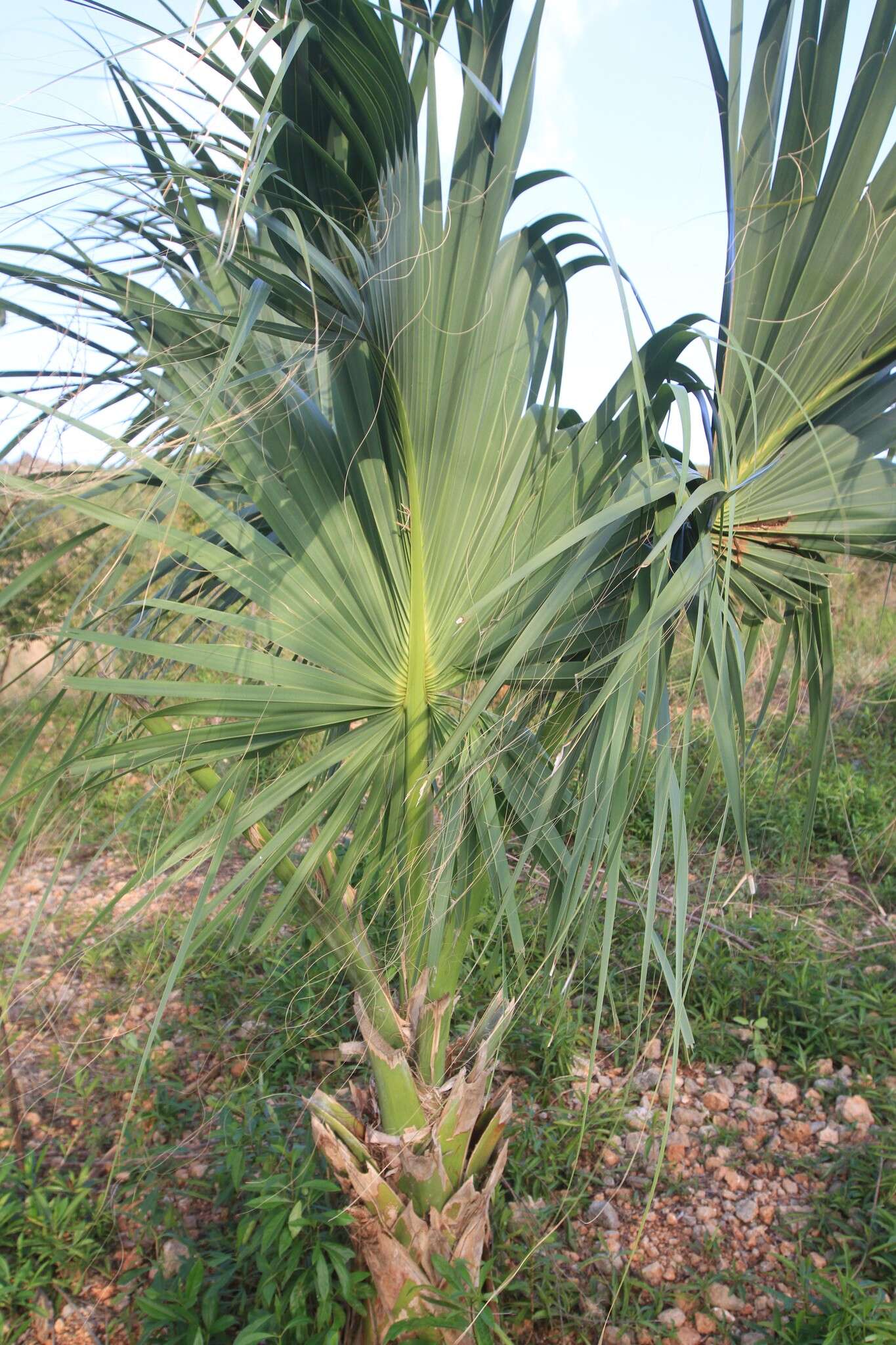 Image of Puerto Rico palmetto