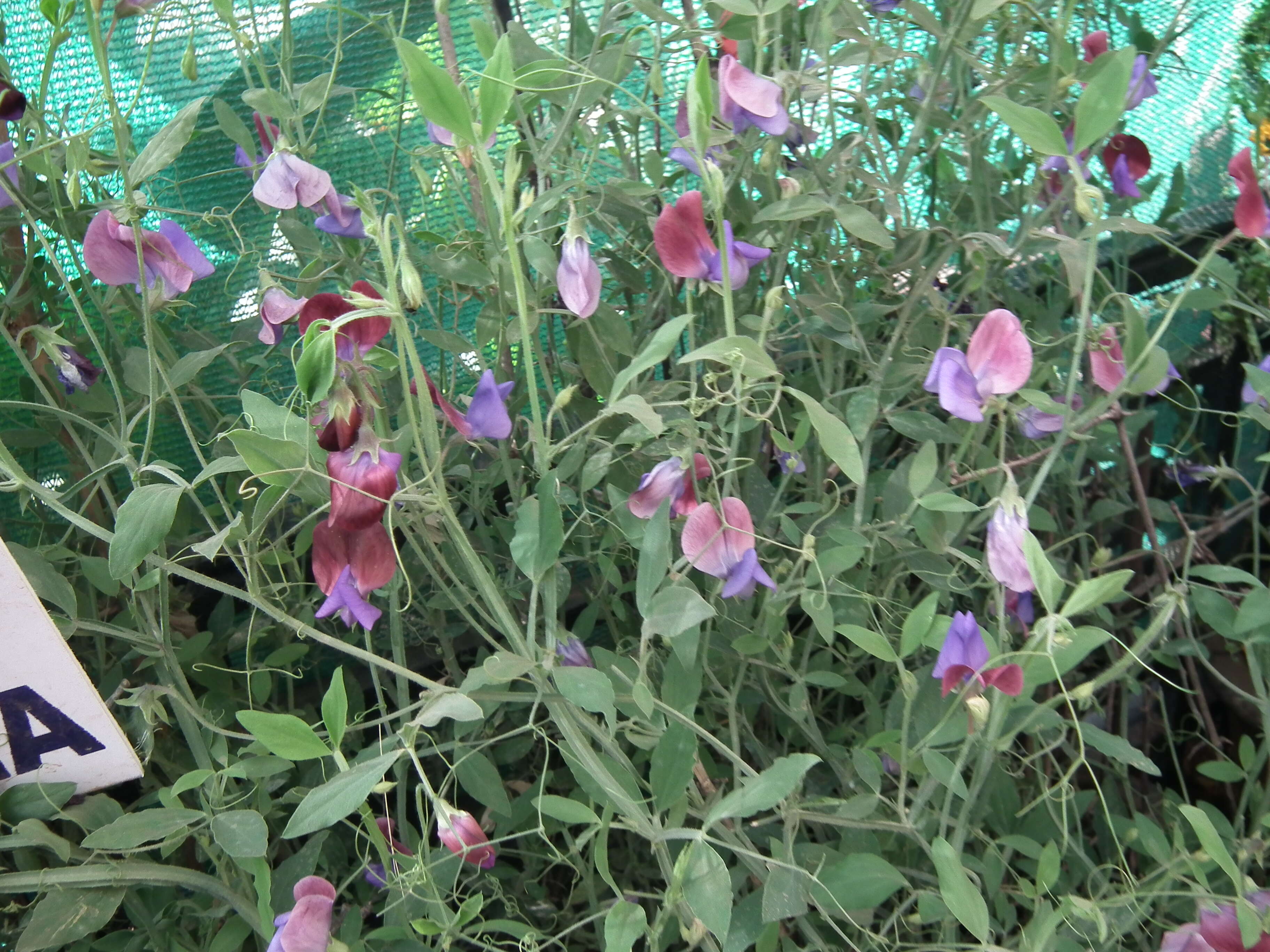 Image of Sweet Pea